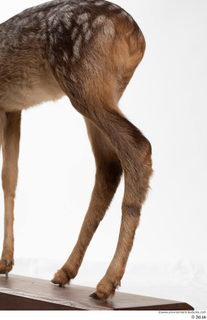 Deer doe leg 0041.jpg